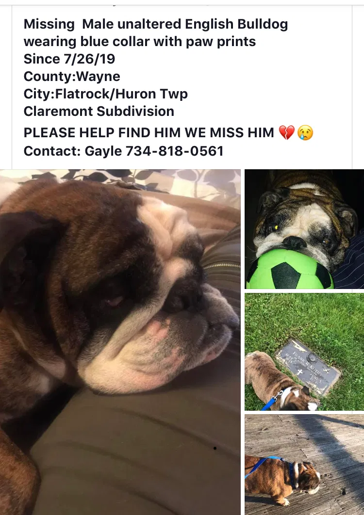 Lost dog in Flat Rock, MI, 48134