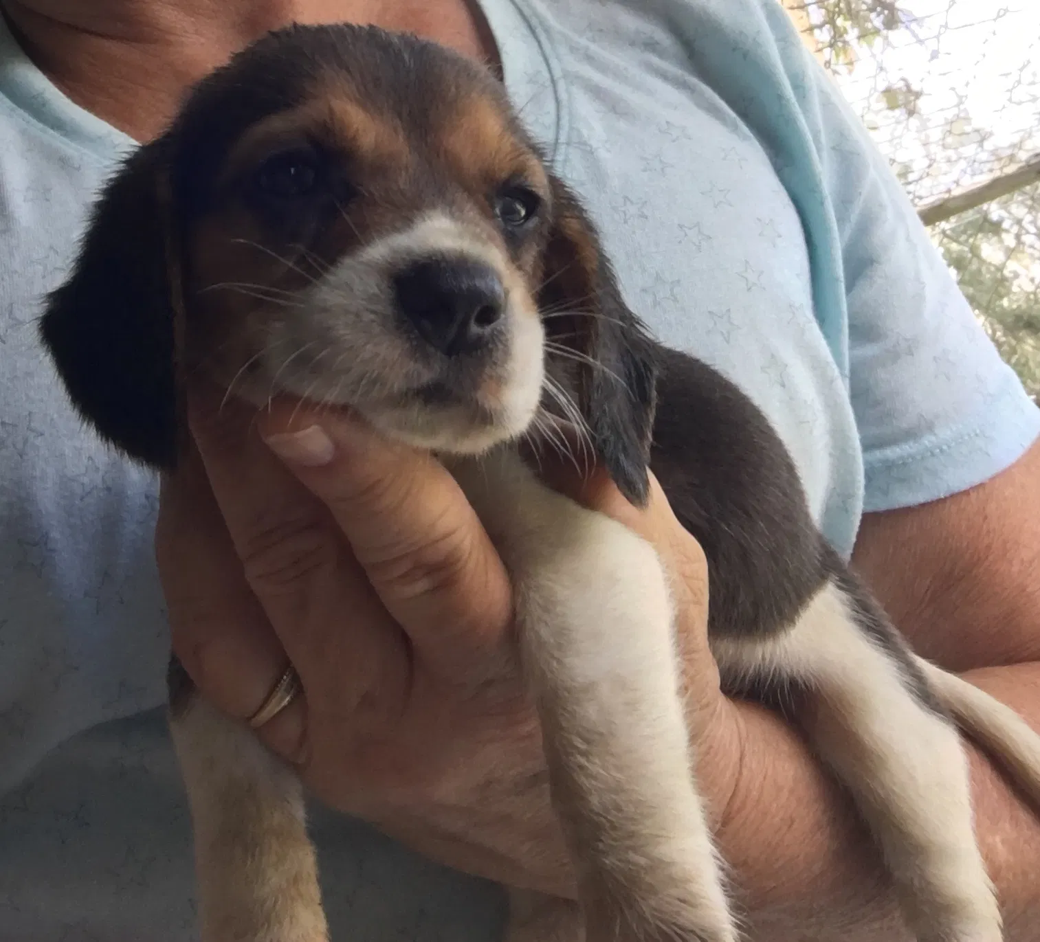 Lost dog in Indiantown, FL, 34956