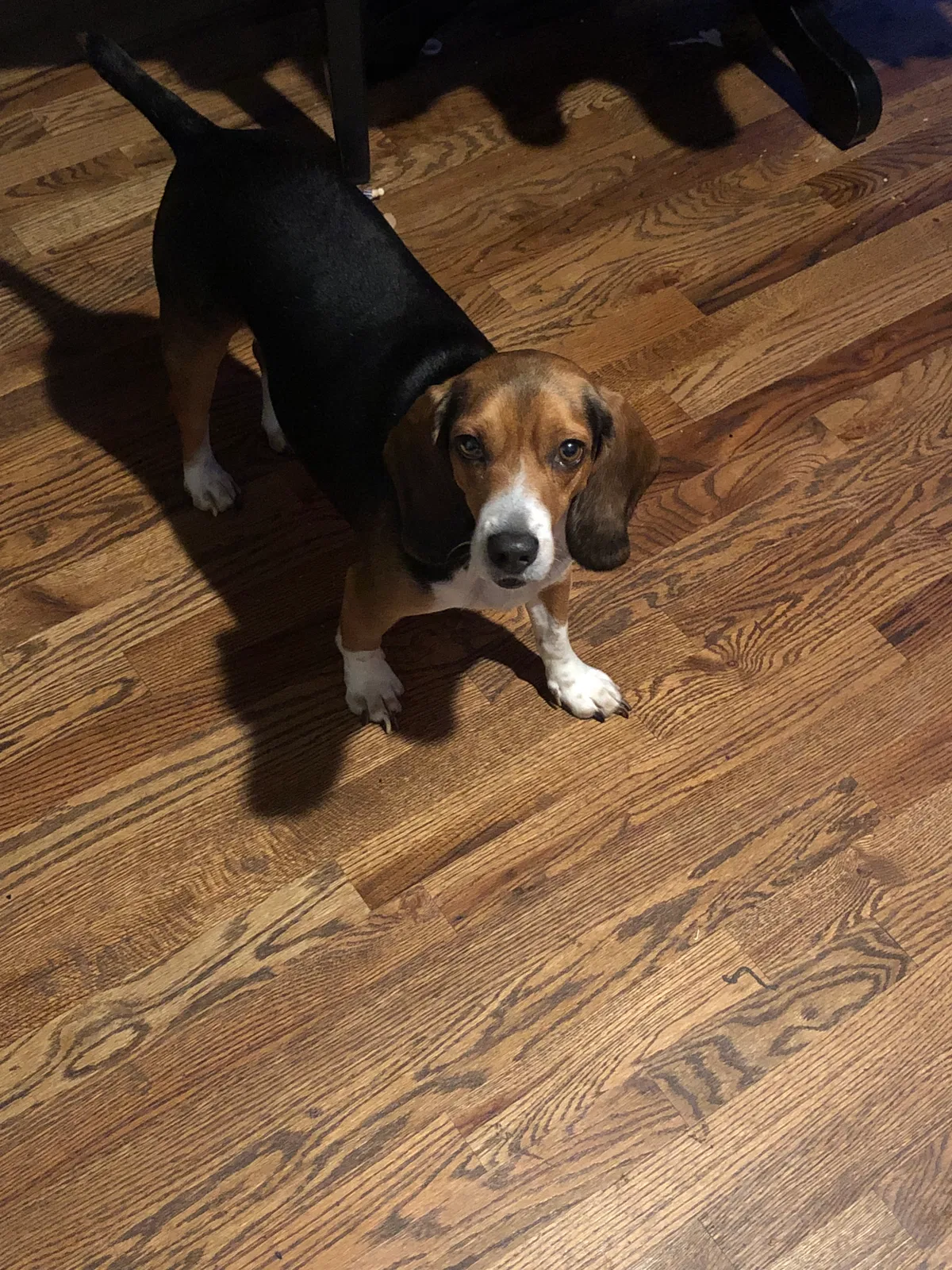 Lost dog in Durham, NC, 27703