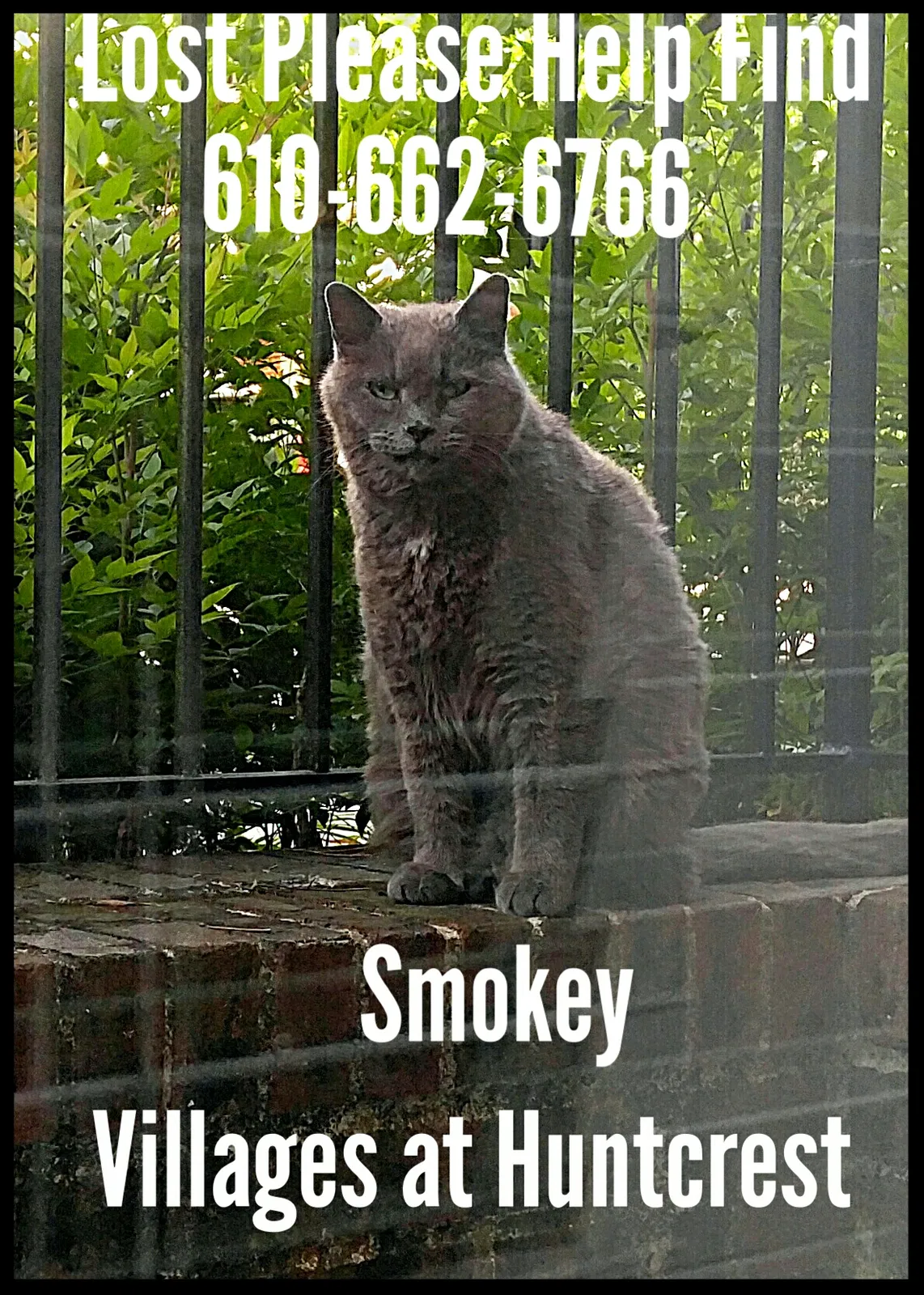 Lost cat in Lawrenceville, GA, 30043