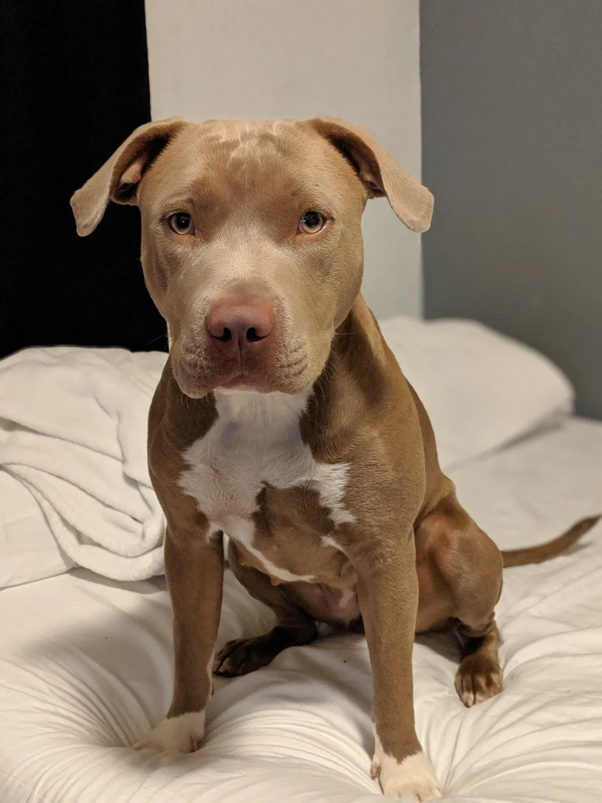 Lost dog in Oakland, CA, 94601