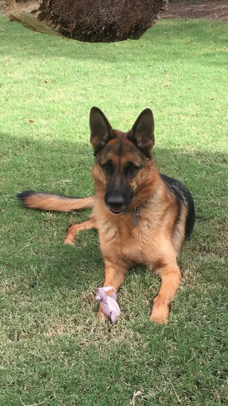 Lost dog in El Paso, TX, 79915