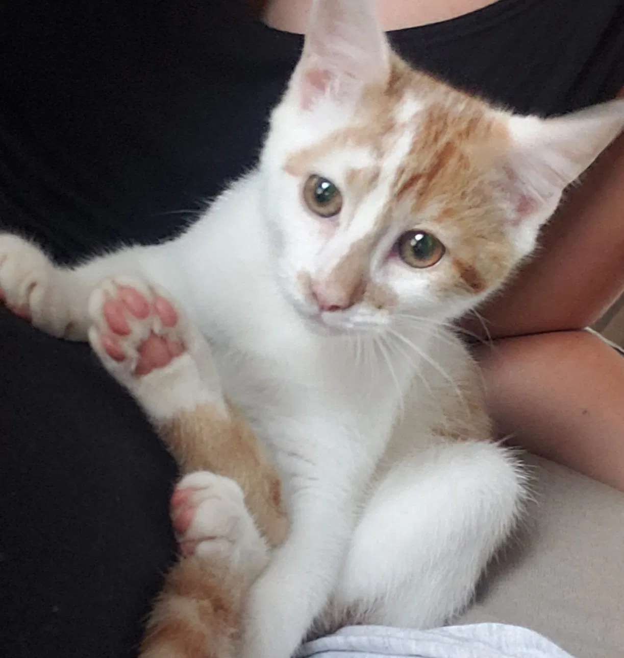 Lost cat in Piedmont, SC, 29673