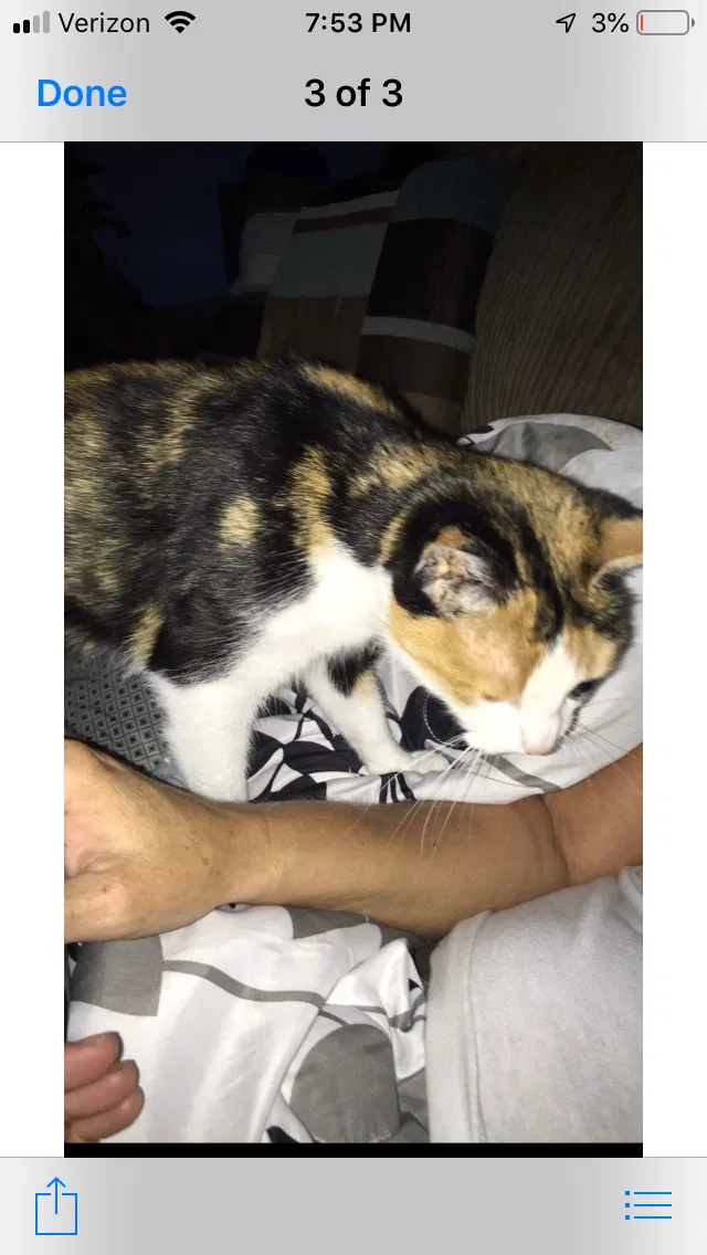 Lost cat in Louisville, KY, 40229