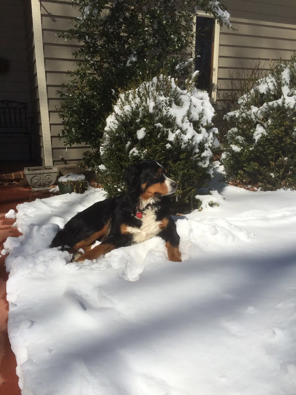 Lost dog in Hillsborough, NC, 27278
