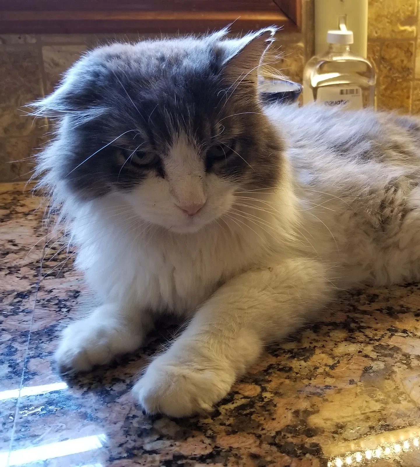 Lost cat in Springfield, MO, 65810