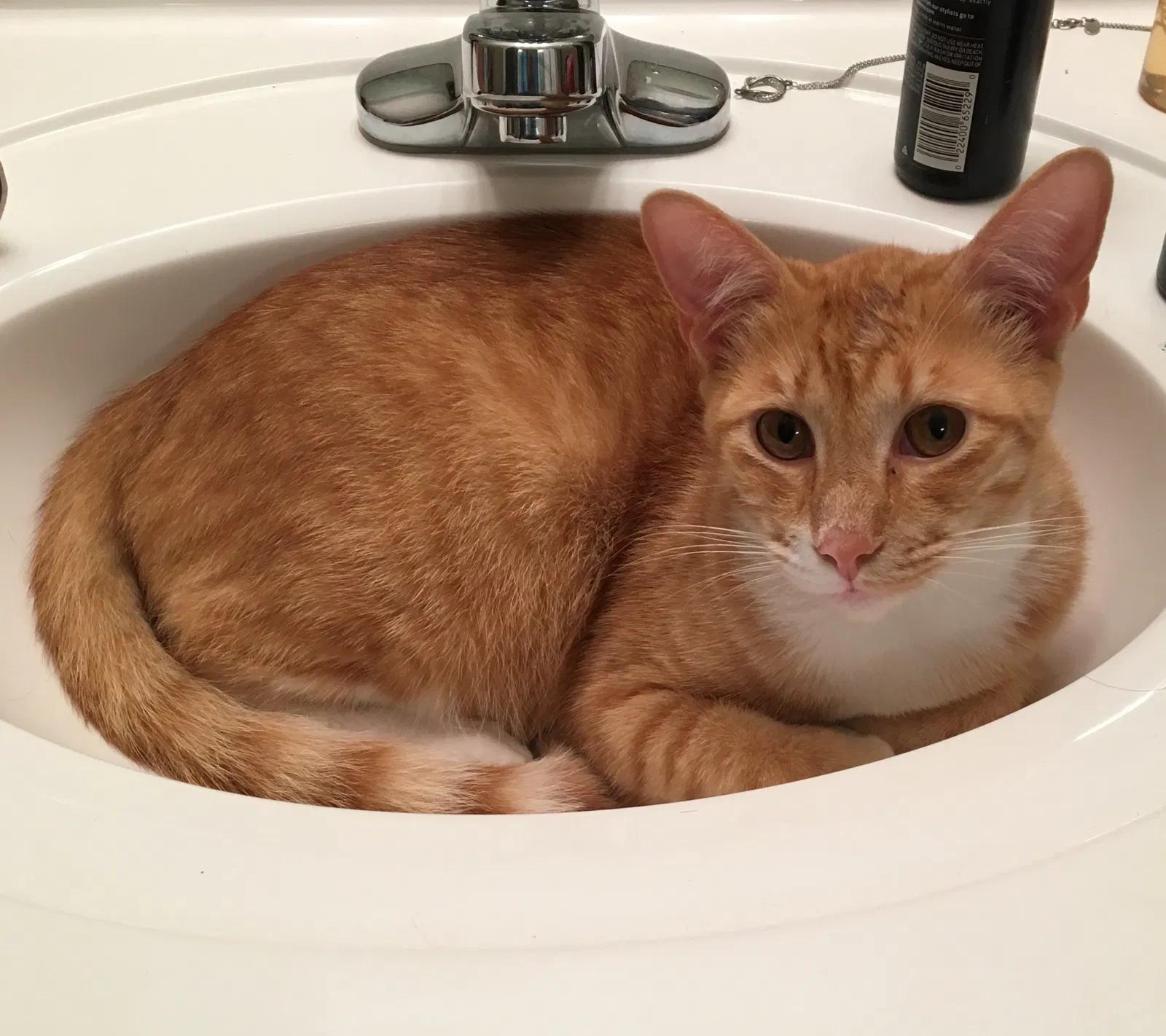 Lost cat in Macon, GA, 31204