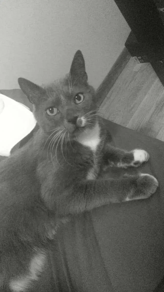 Lost cat in Burnsville, MN, 55337