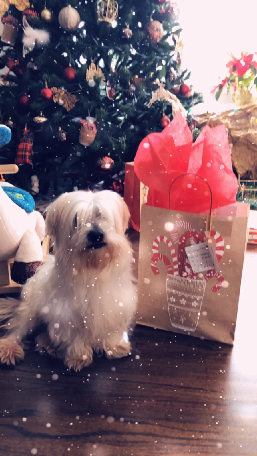 Lost dog in Snellville, GA, 30039
