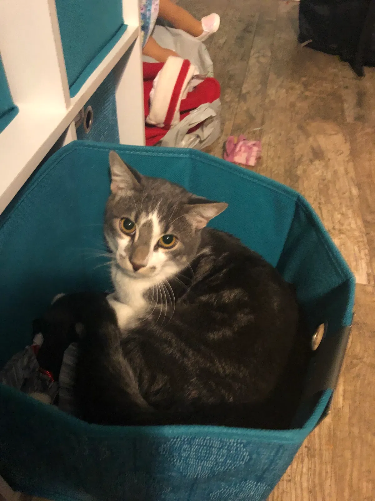 Lost cat in Fountain Valley, CA, 92708