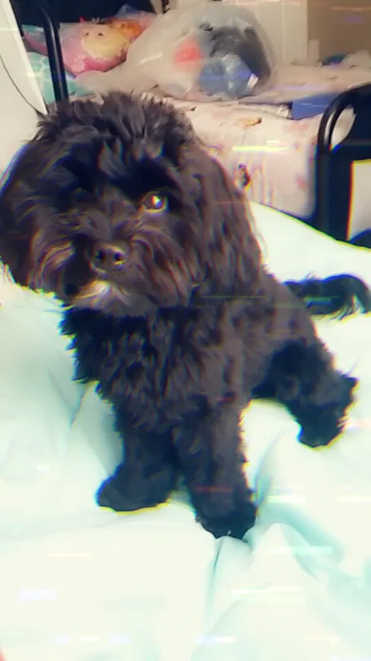 Lost dog in Tampa, FL, 33612