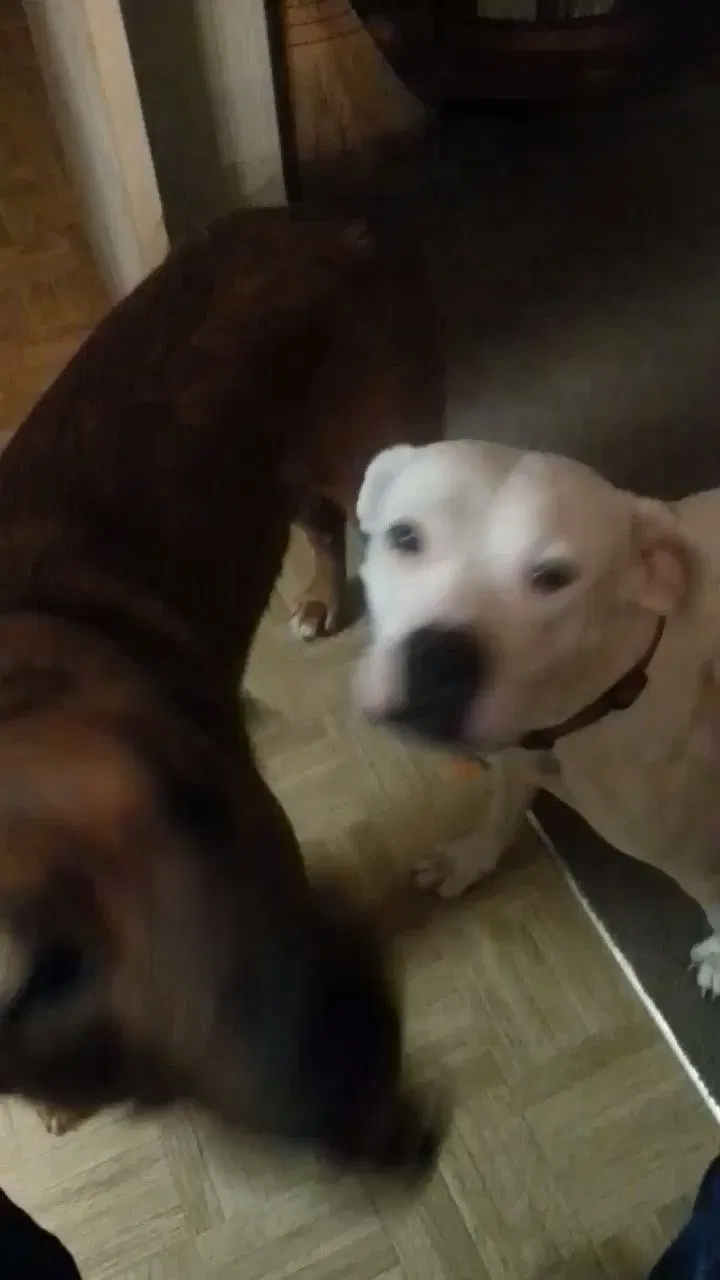 Lost dog in Sandersville, MS, 39477
