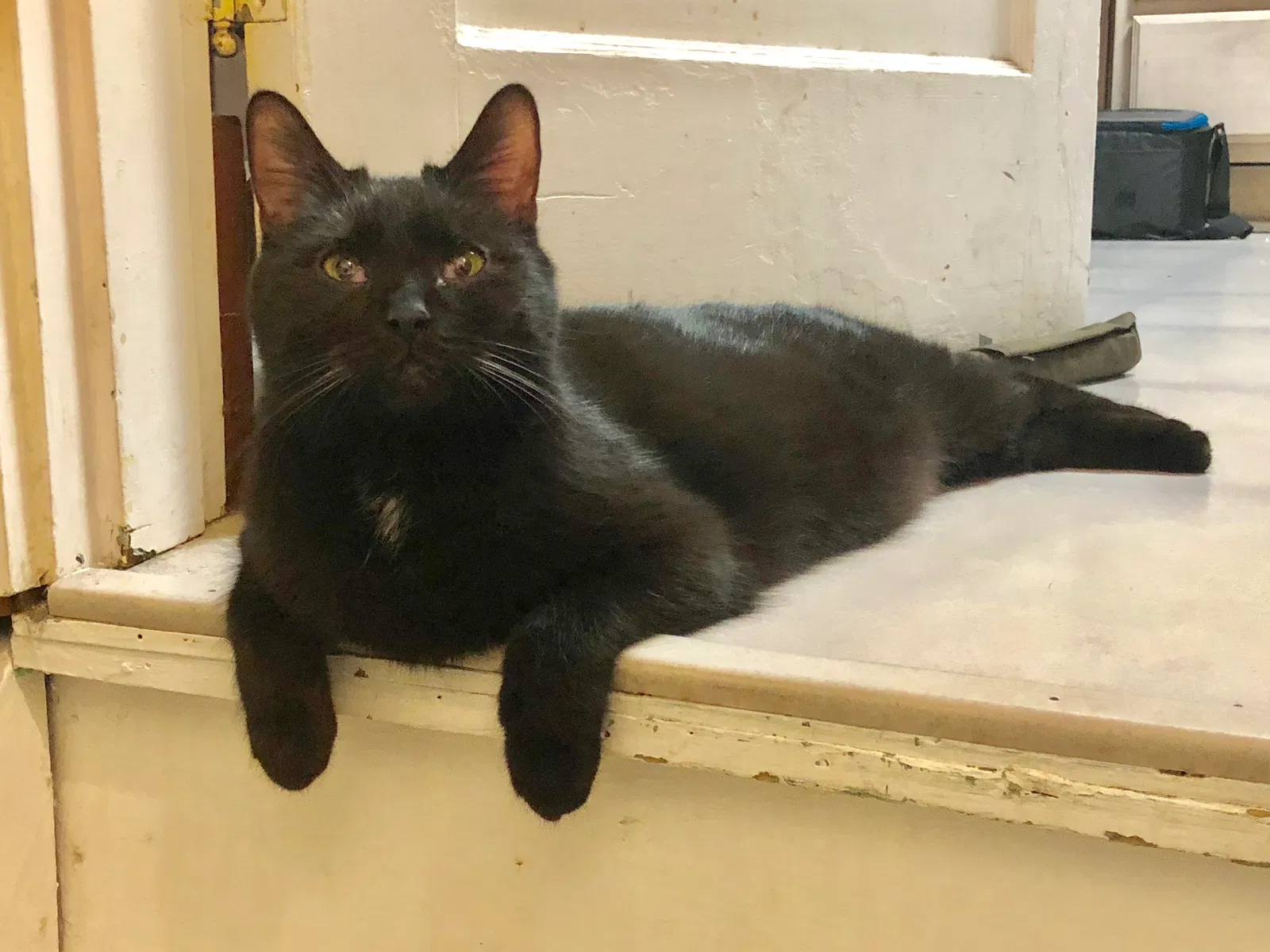 Lost cat in Fort Thomas, KY, 41075