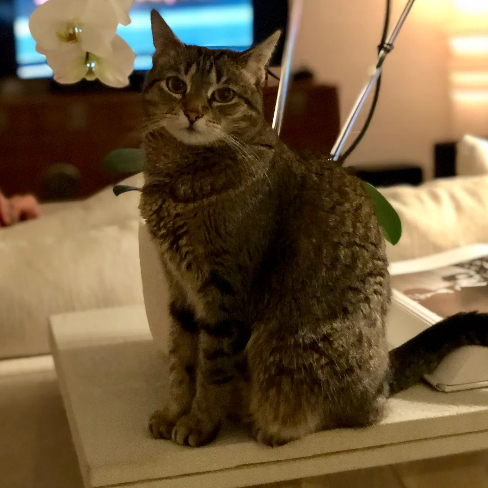 Lost cat in Dallas, TX, 75207