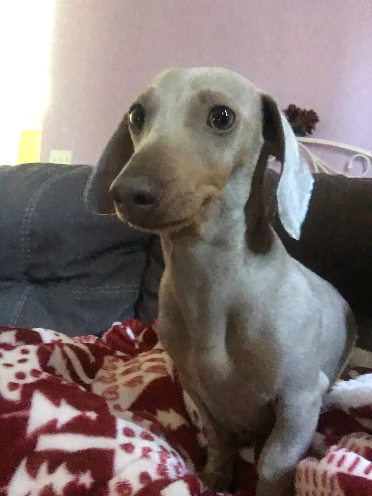 Lost dog in Los Fresnos, TX, 78566