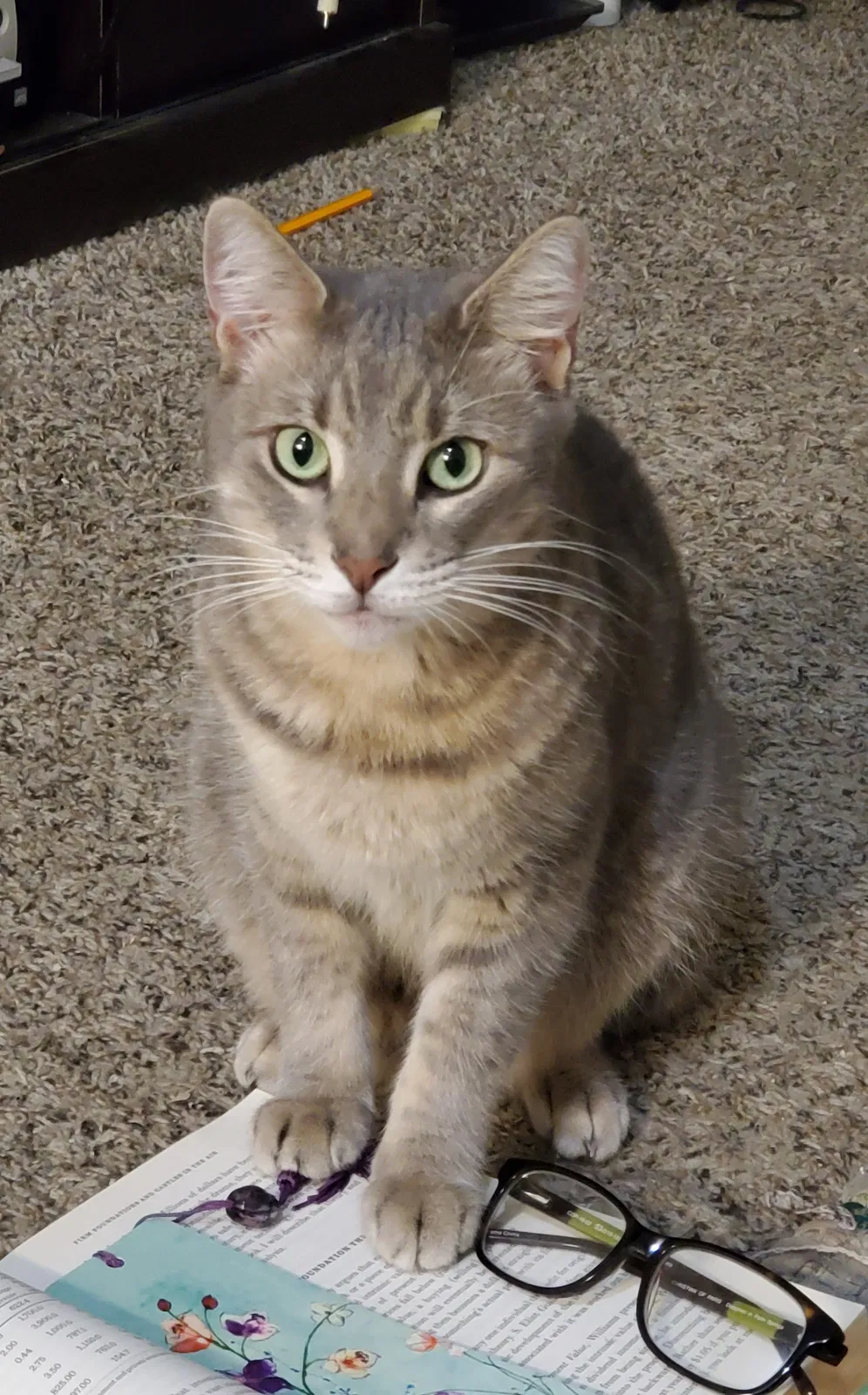 Lost cat in Miami, FL, 33196