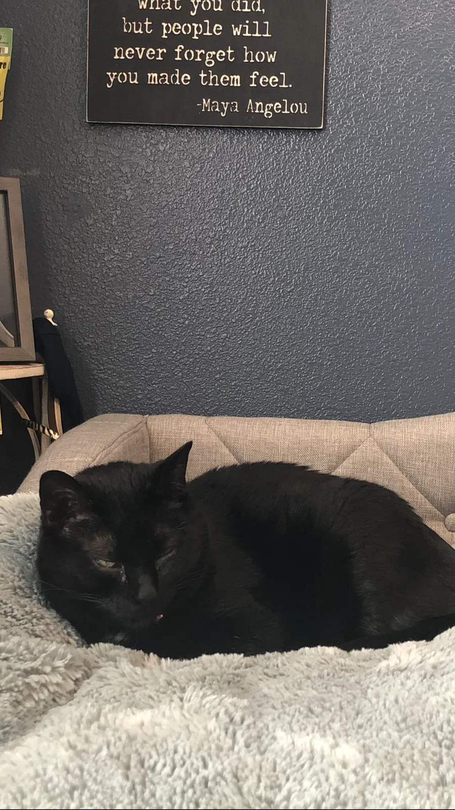 Lost cat in Fort Collins, CO, 80525