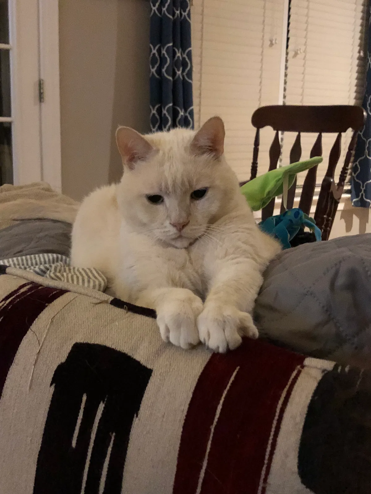Lost cat in Salisbury, NC, 28146