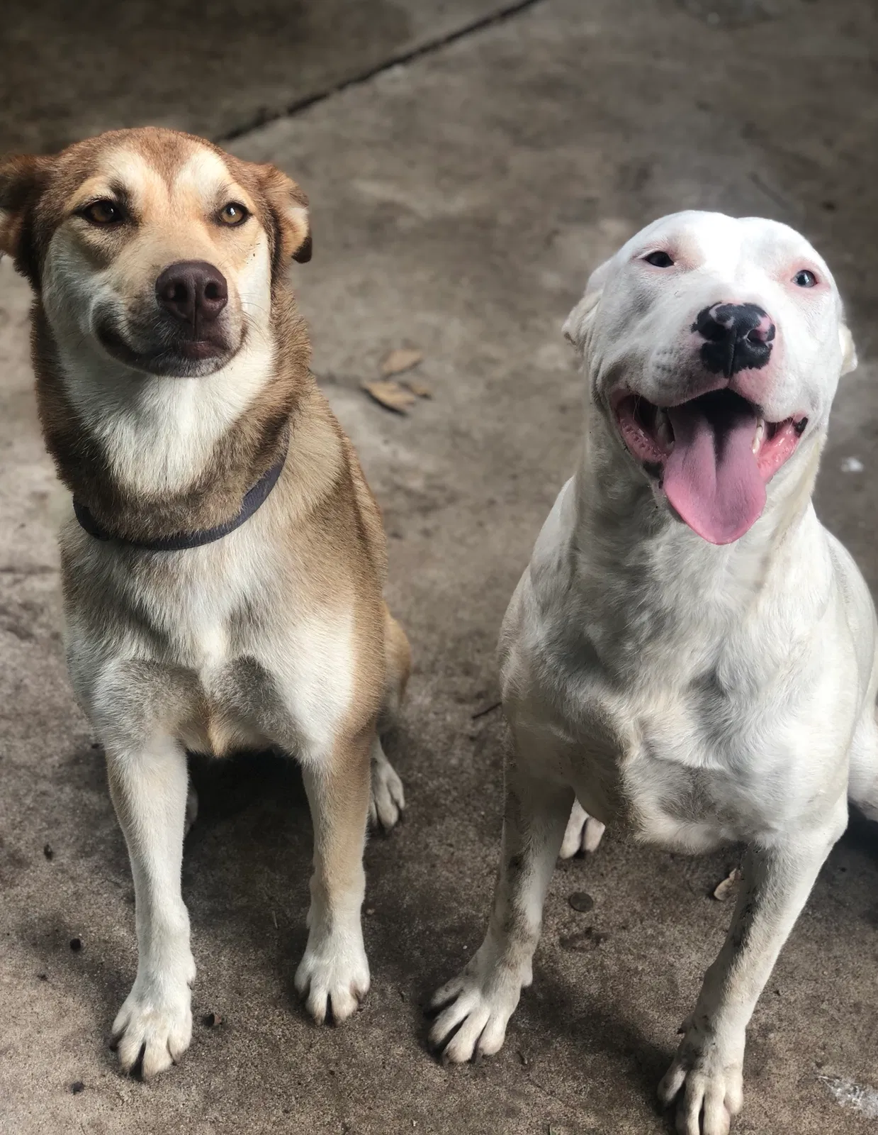 Lost dog in Waco, TX, 76706