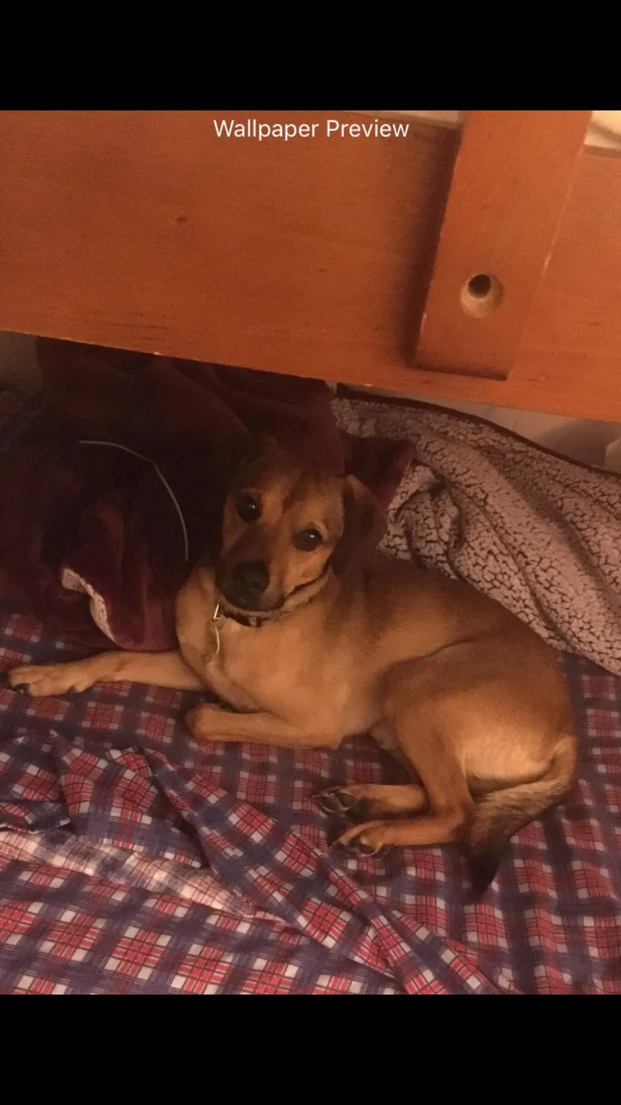 Lost dog in Beltsville, MD, 20705