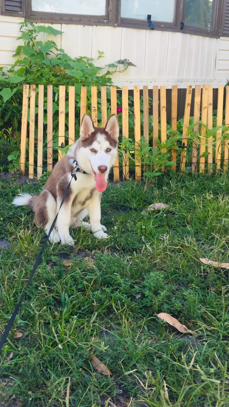 Lost dog in Fort Lauderdale, FL, 33314