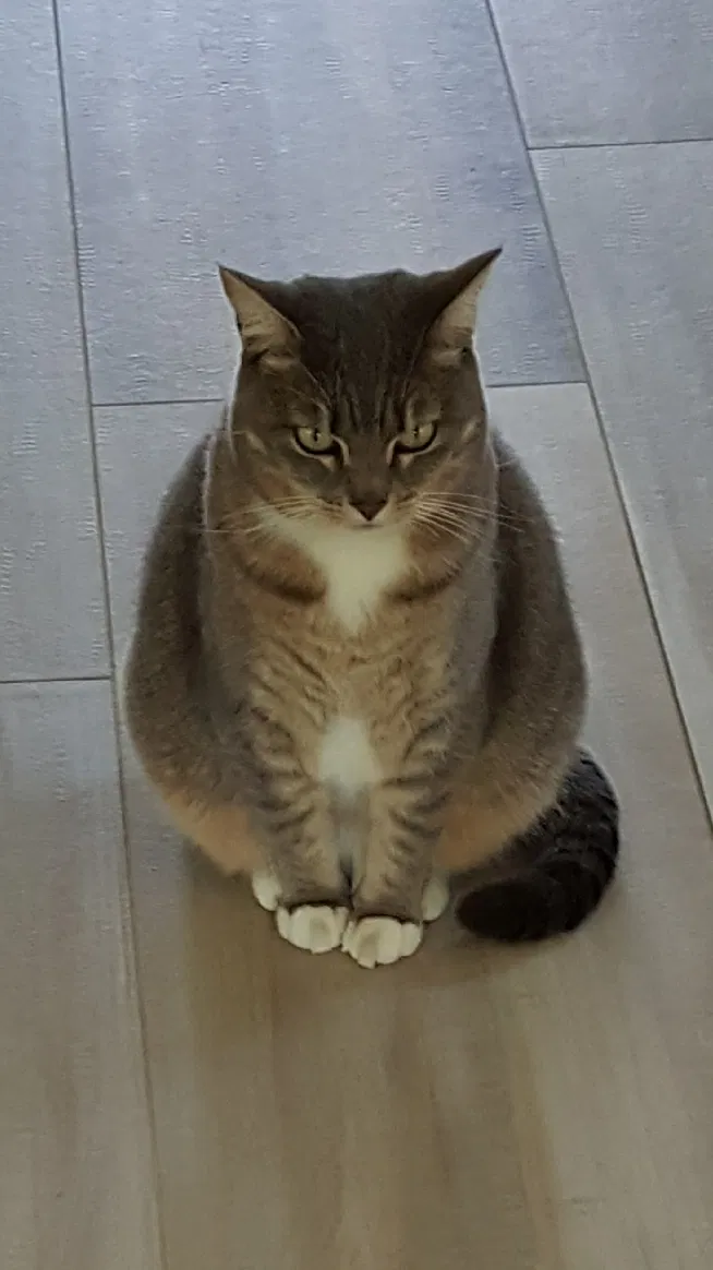 Lost cat in Pensacola, FL, 32514