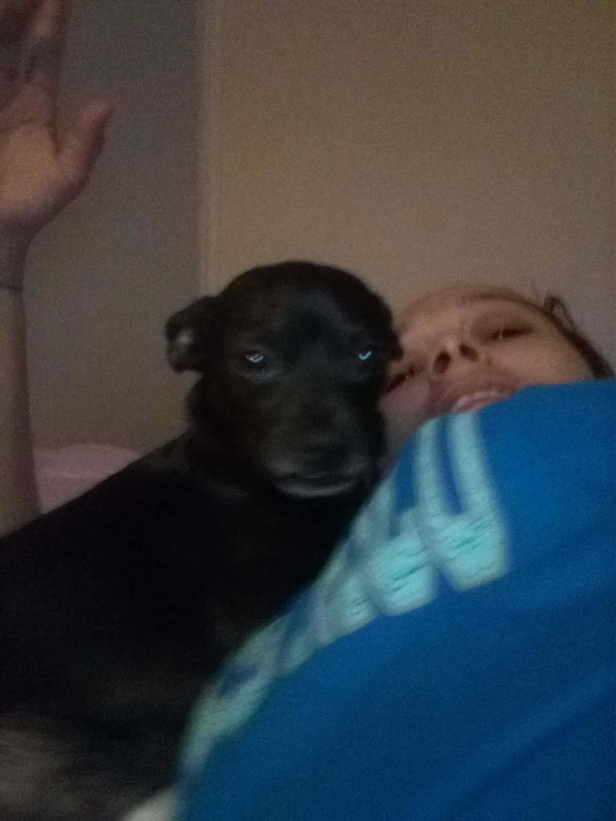 Lost dog in Bessemer, AL, 35023
