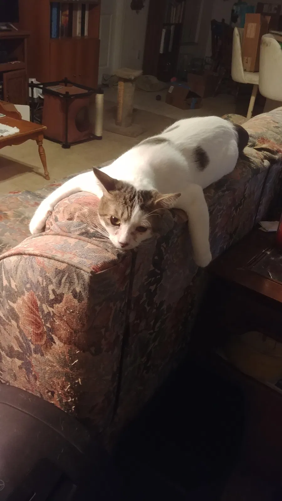 Lost cat in Clermont, FL, 34711