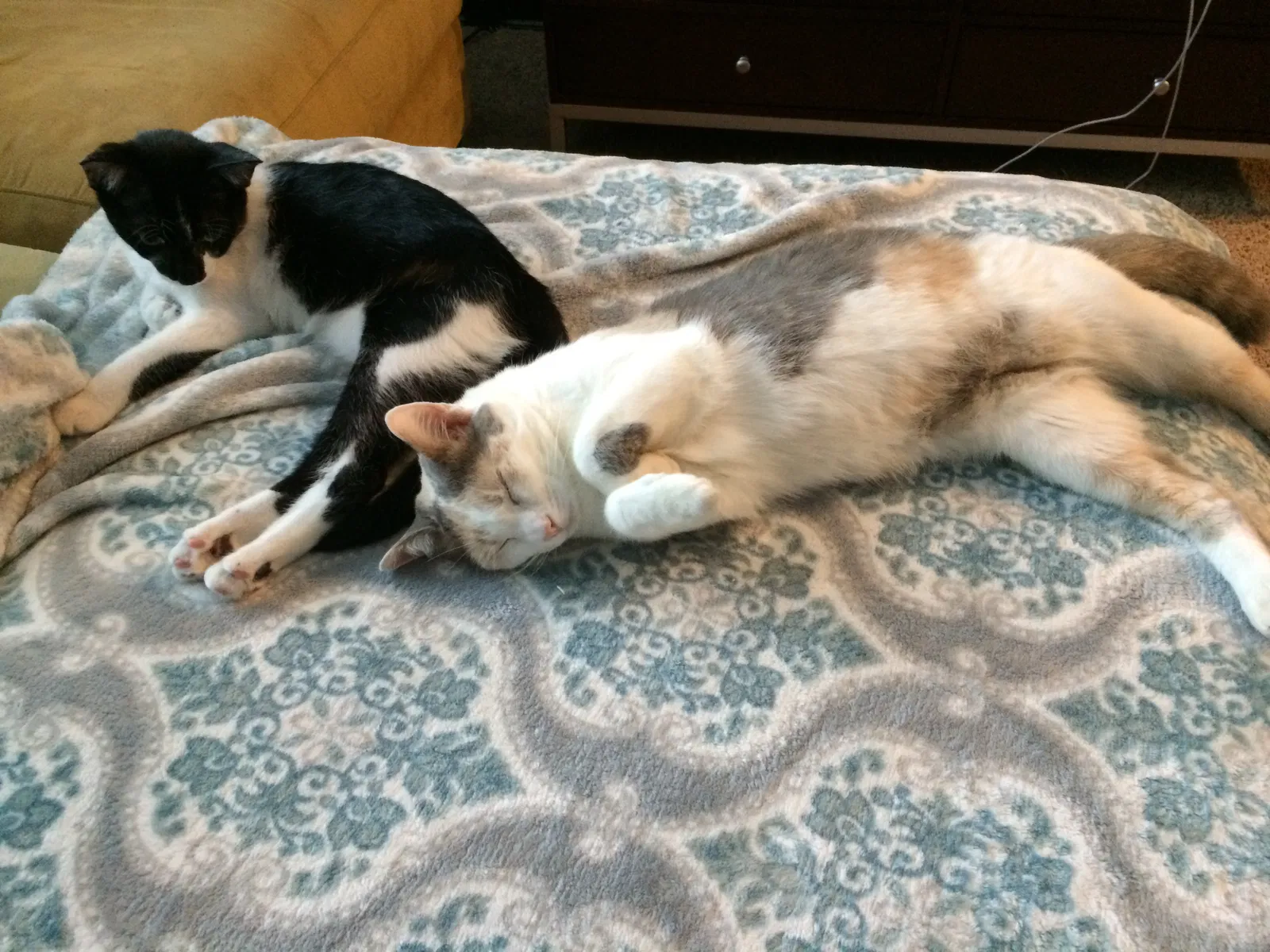 Lost cat in Winston Salem, NC, 27127