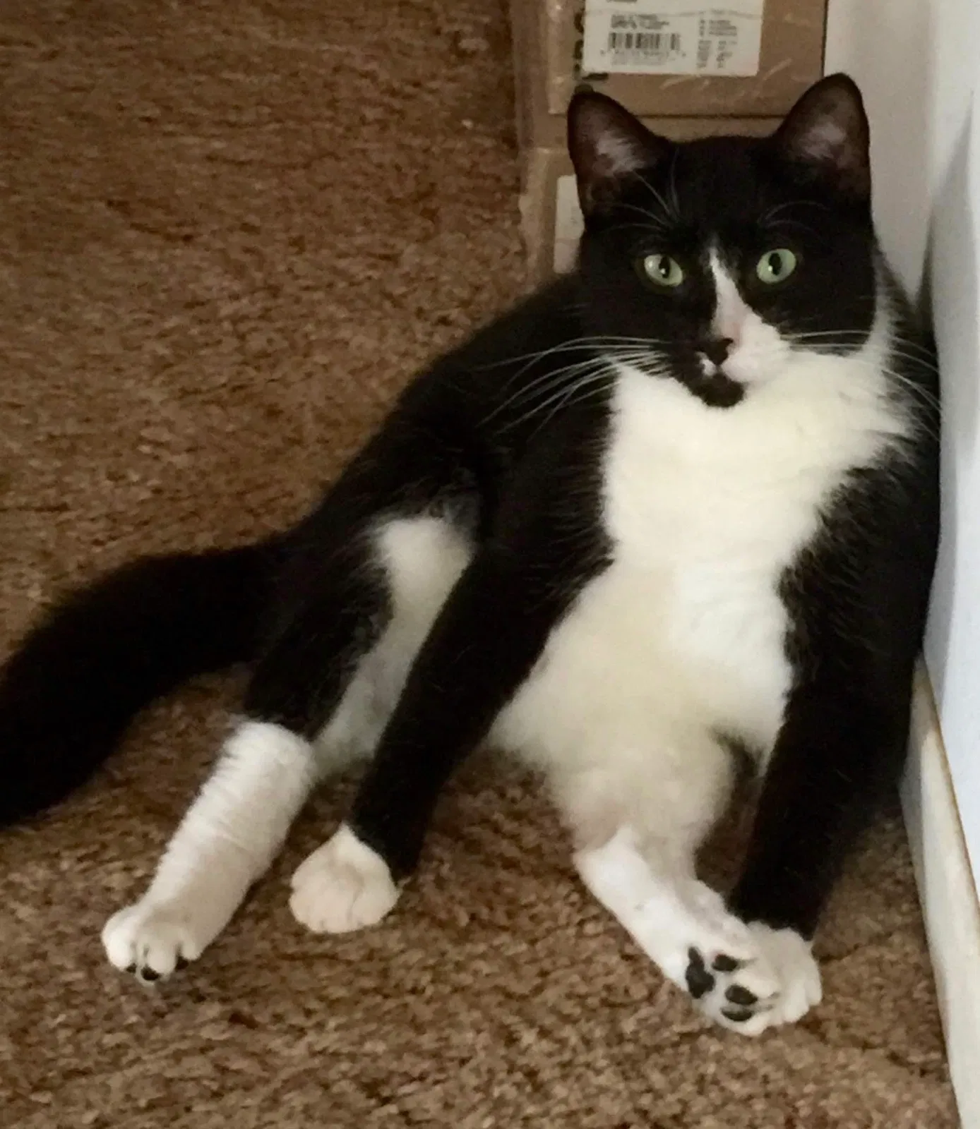 Lost cat in Macon, GA, 31210