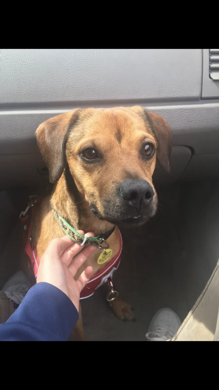 Lost dog in Beltsville, MD, 20705