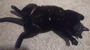 Lost cat in Shawnee, KS, 66218
