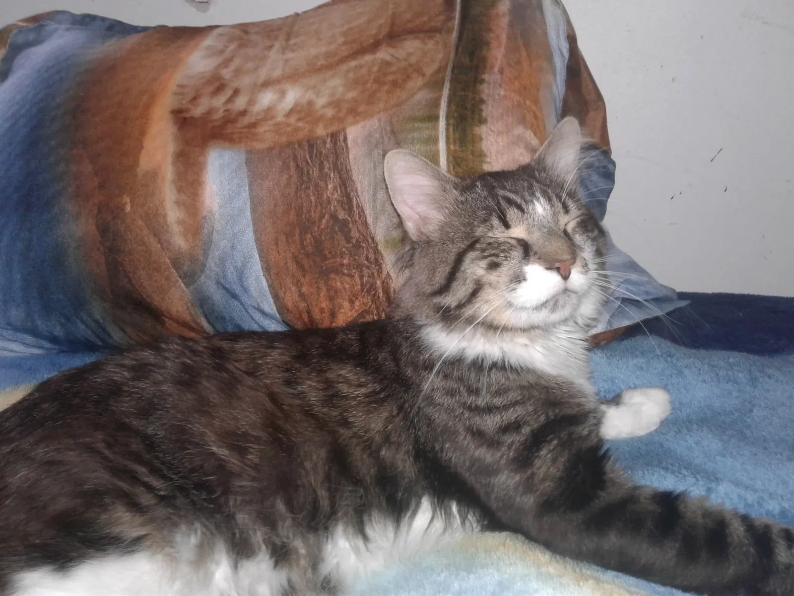 Lost cat in Niagara Falls, NY, 14305