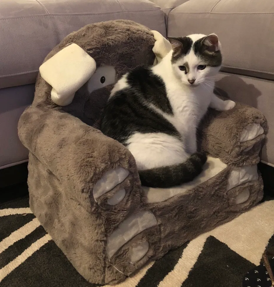 Lost cat in Ocoee, FL, 34761