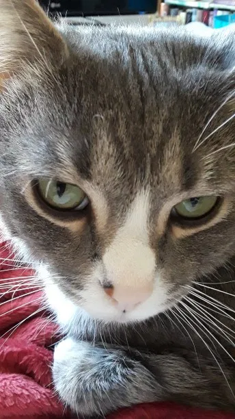 Lost cat in Tacoma, WA, 98445
