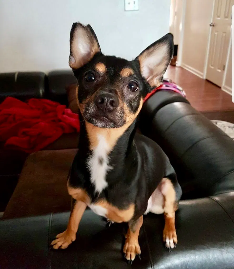 Lost dog in Duluth, GA, 30096