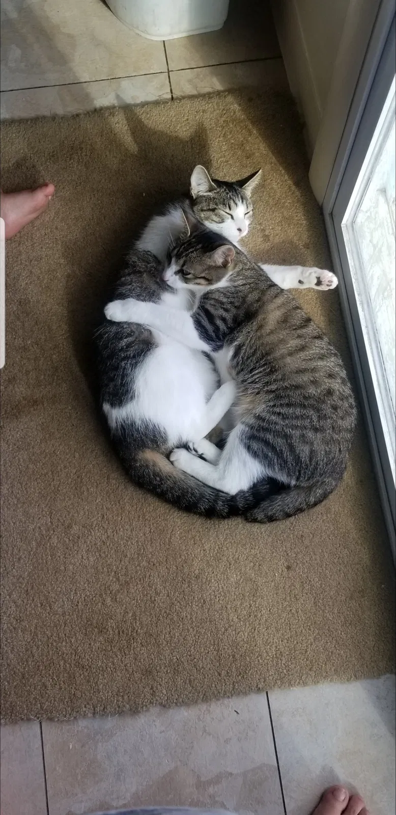 Lost cat in Middletown, PA, 17057