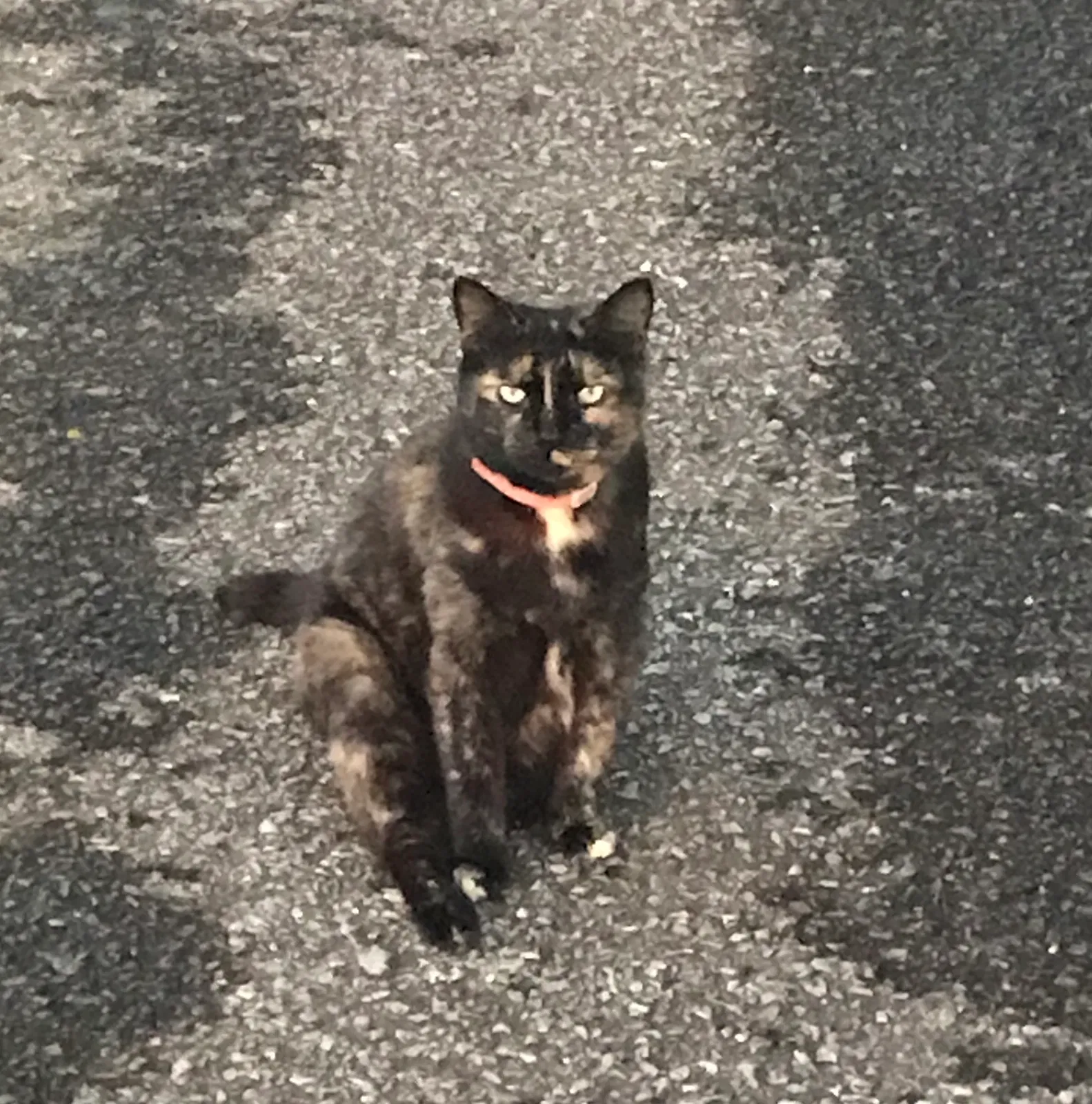 Lost cat in Hoschton, GA, 30548