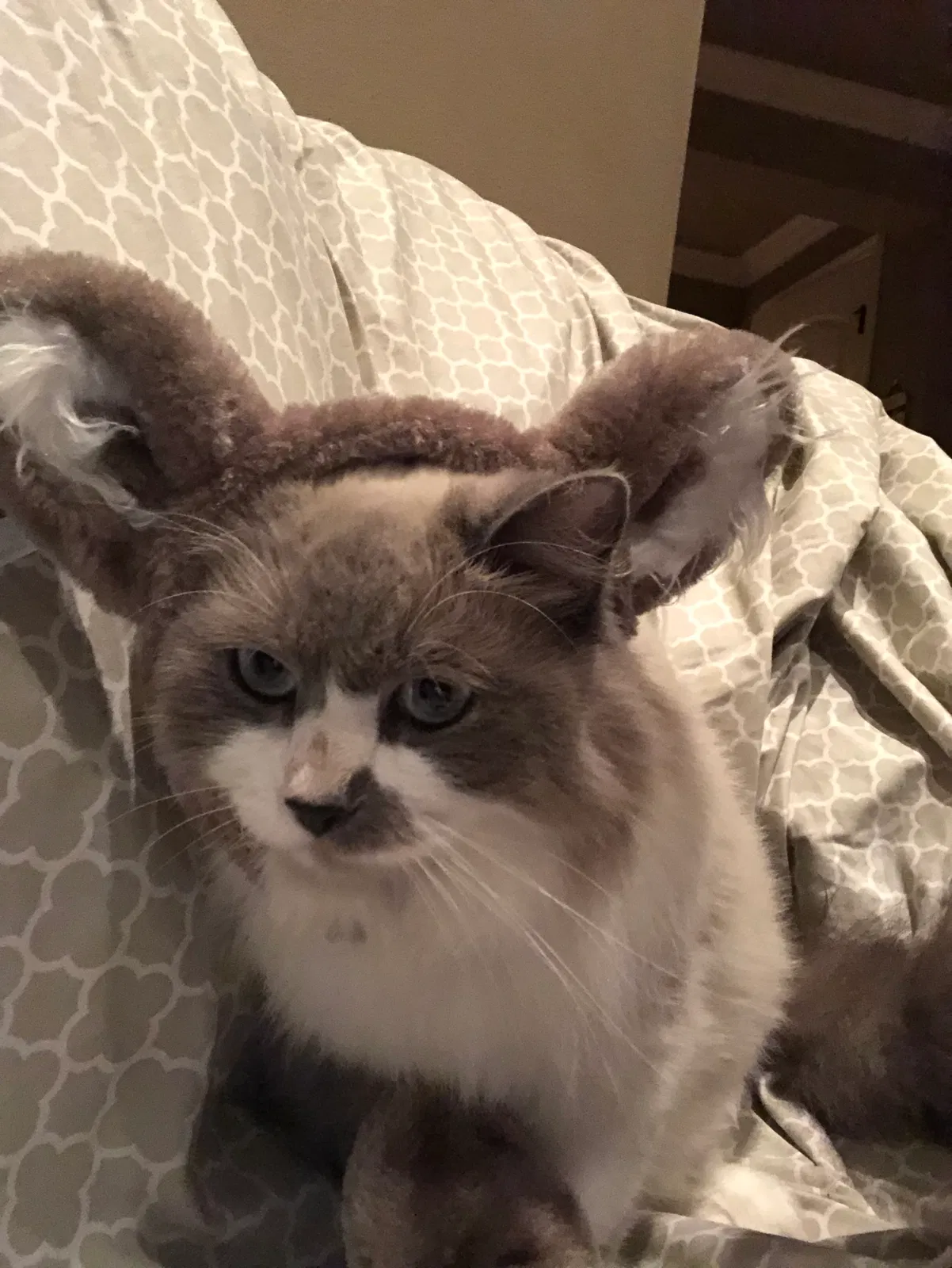 Lost cat in Renton, WA, 98059