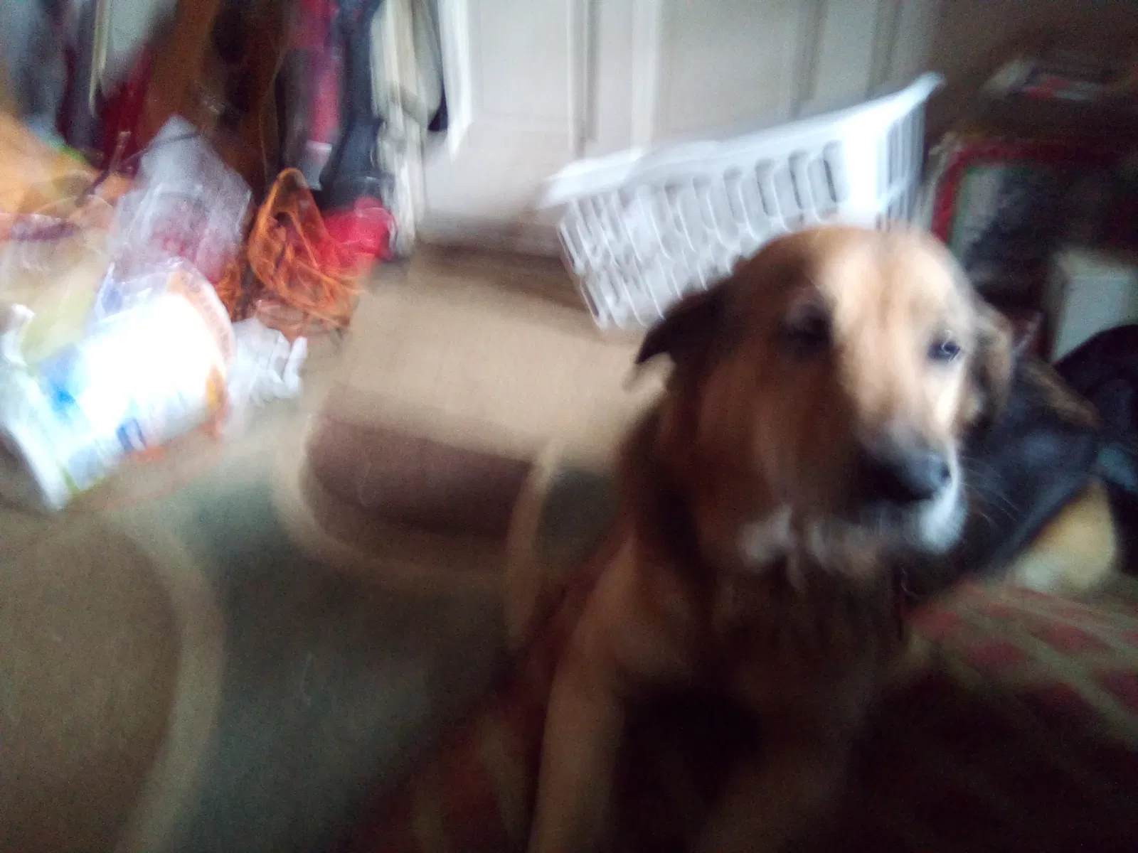 Lost dog in Little Rock, AR, 72211