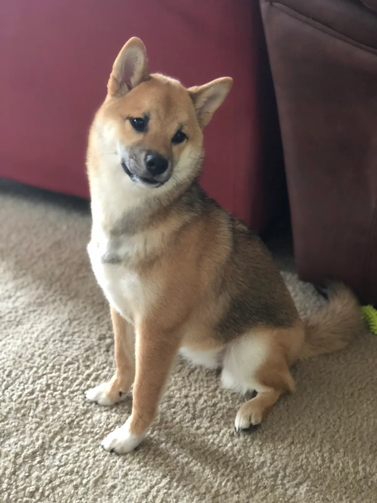 Lost dog in Ravenswood, WV, 26164