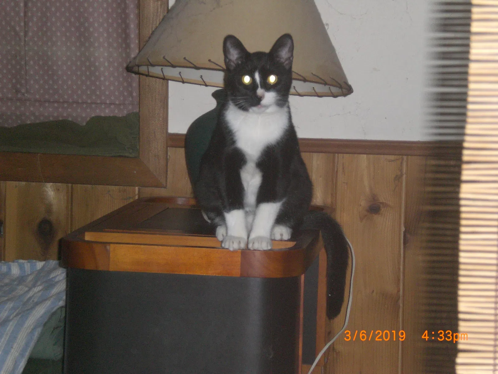 Lost cat in Missoula, MT, 59808