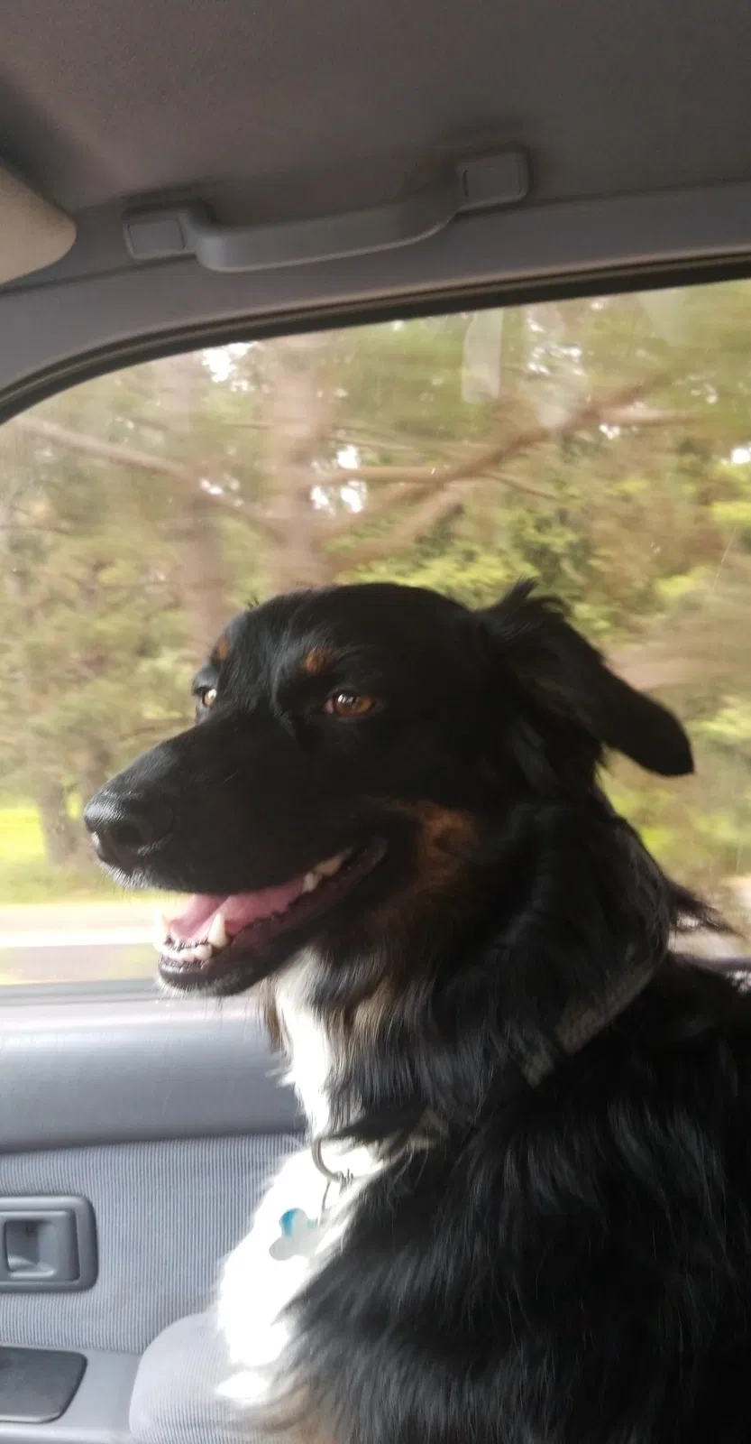 Lost dog in Brooten, MN, 56316