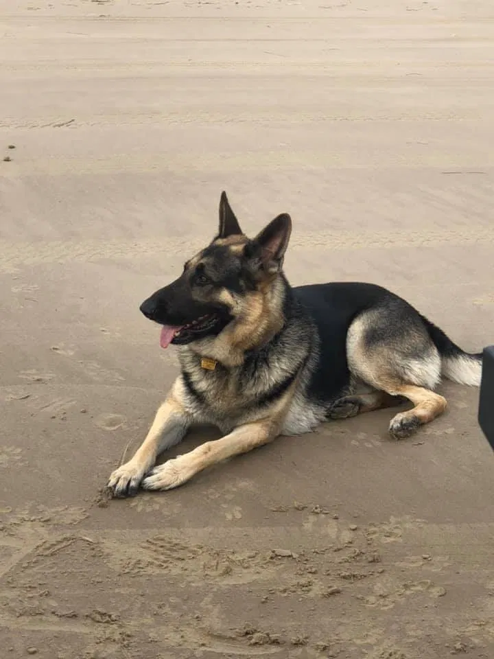 Lost dog in Brownsville, TX, 78520