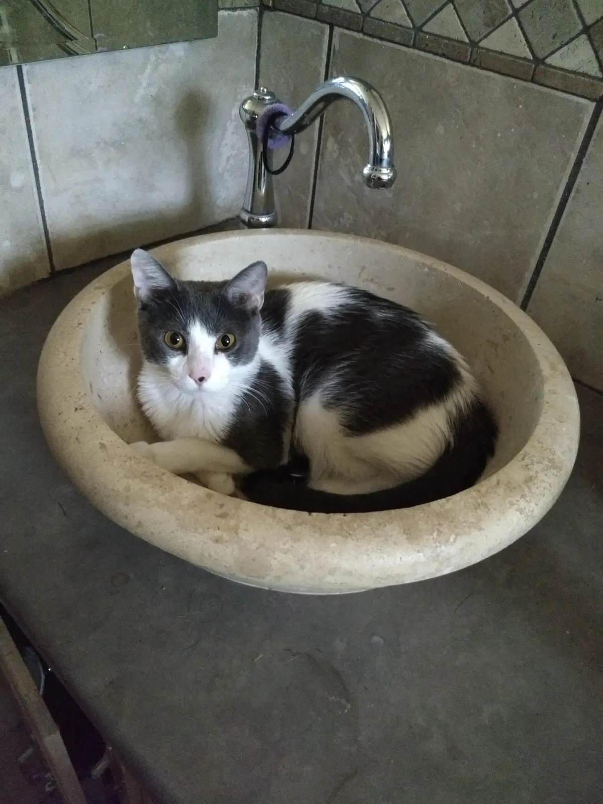 Lost cat in Hollywood, FL, 33025