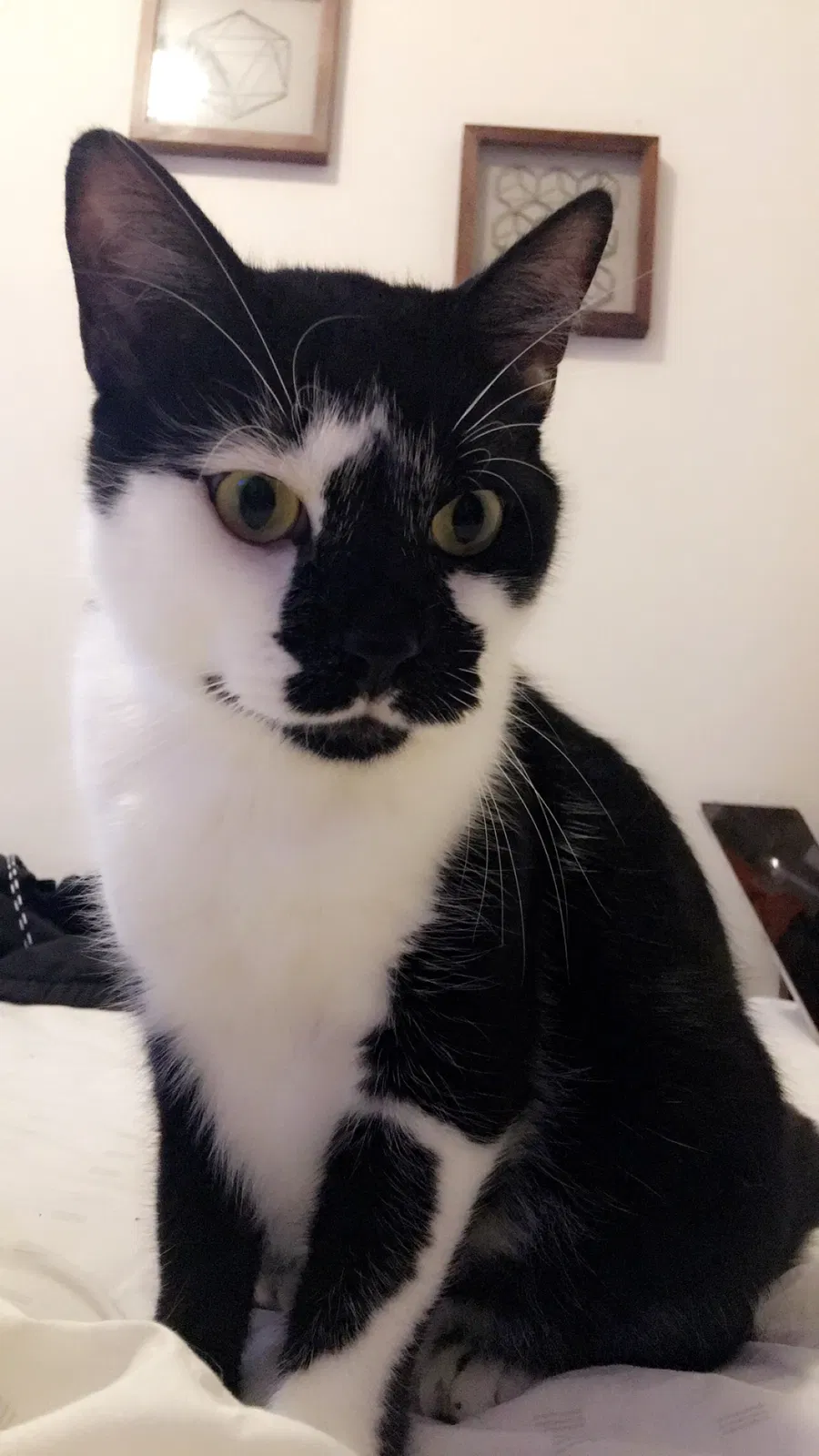 Lost cat in Milwaukee, WI, 53208