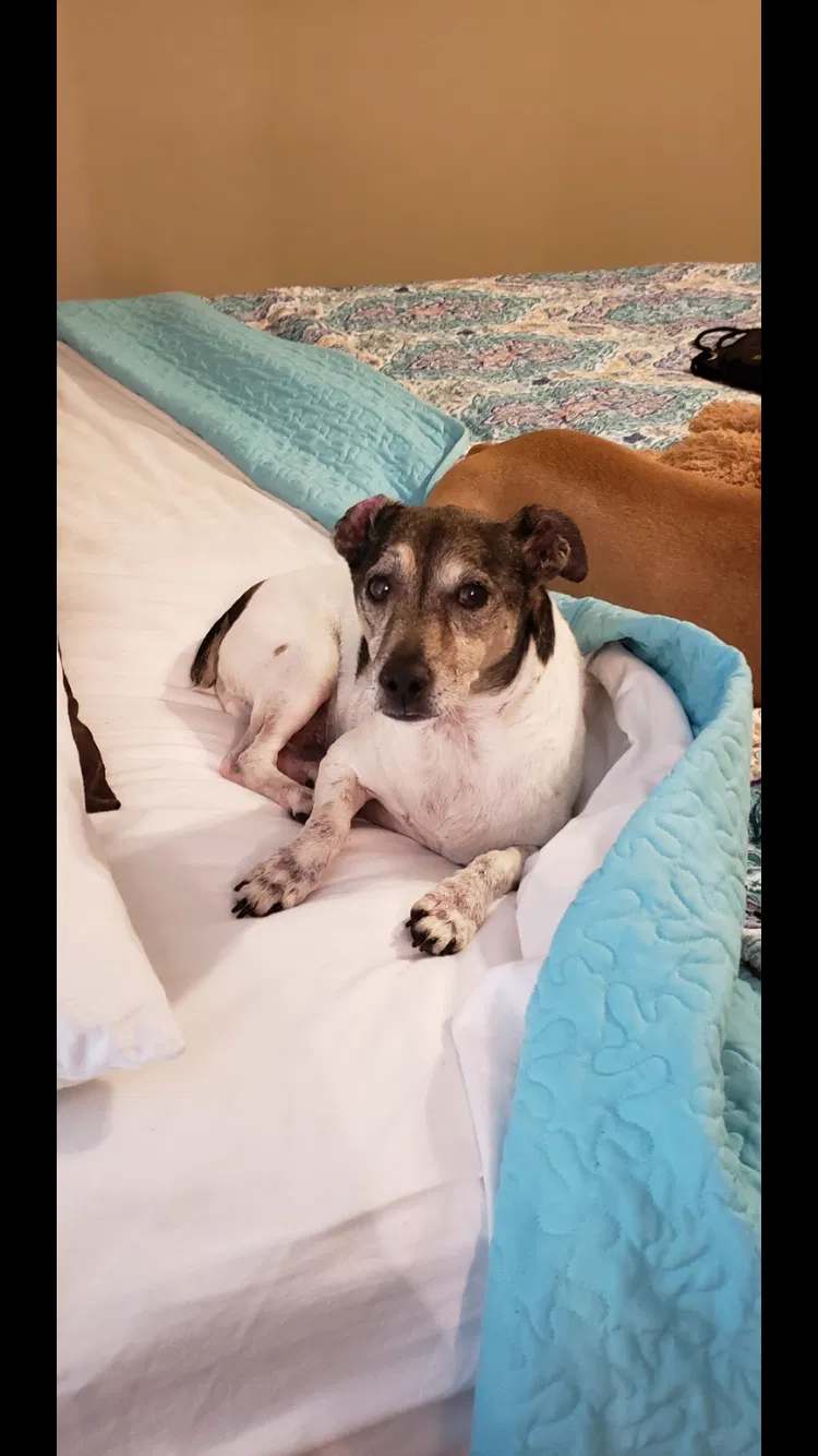 Lost dog in Fayetteville, NC, 28306