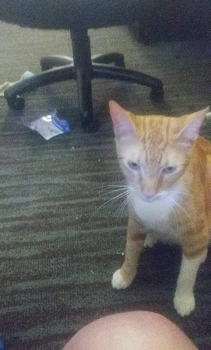 Lost cat in Firebaugh, CA, 93622