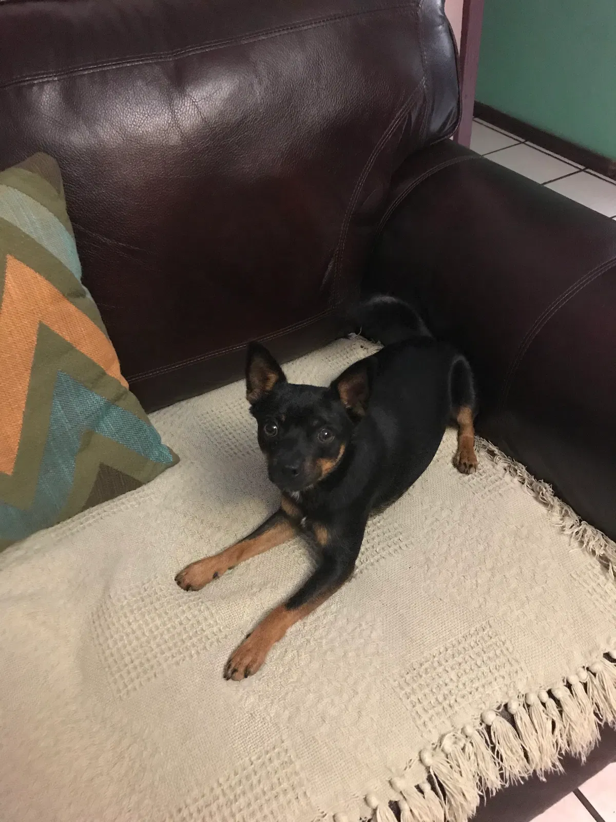 Lost dog in Mcallen, TX, 78503