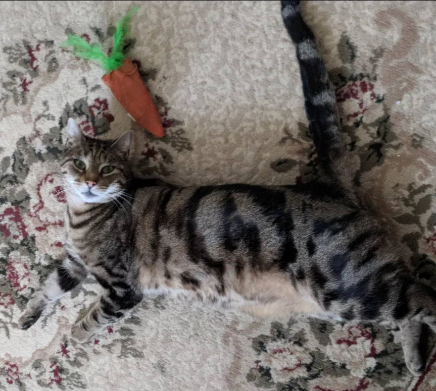 Lost cat in Lancaster, PA, 17601